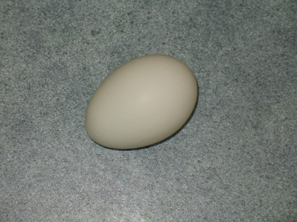 green egg from Shirley